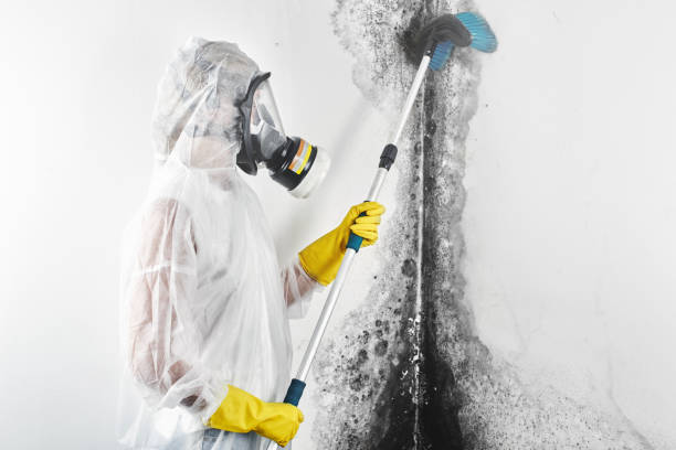 Best Comprehensive Air Testing for Mold Contaminants  in East Massapequa, NY