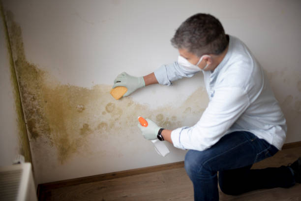 Best Industrial Mold Remediation  in East Massapequa, NY